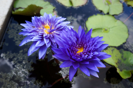 Deep blue water lilies refers to Asian senseの写真素材