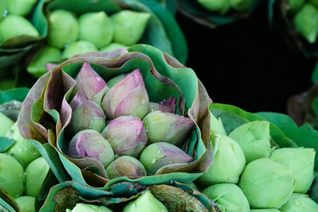 Lotus flowers bouquet for saleの写真素材