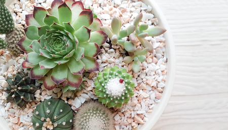 Succulent plants in are arranged in the potの写真素材