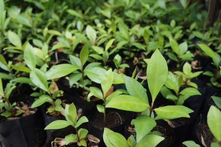 Small plants are growing upの写真素材