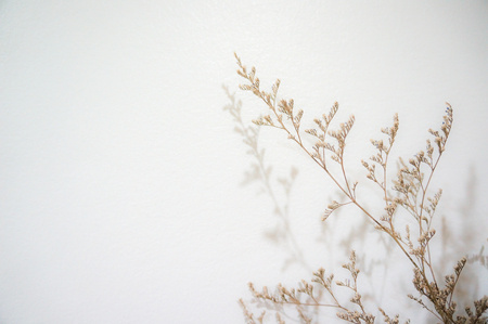 Tiny flowers drops shadow on the wallの写真素材
