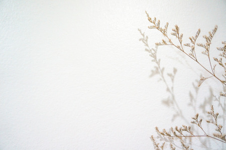 Tiny flowers drops shadow on white wallの写真素材