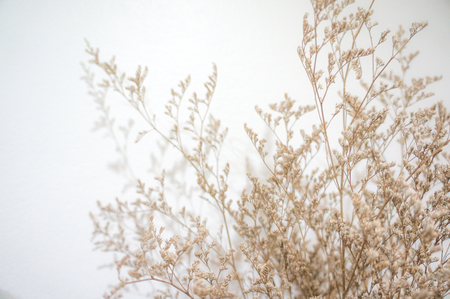 Dried flower on white background in soft tone moodの写真素材