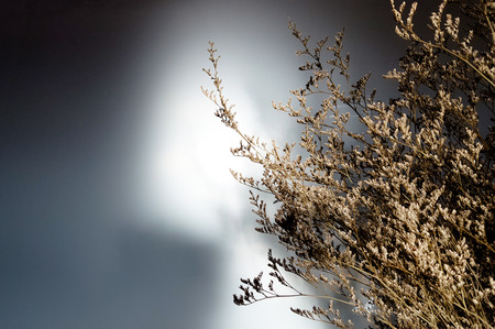 Sun light reflecting on dried flowerの写真素材