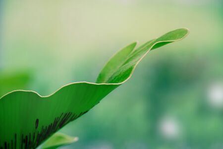 Big fern leaf close up with blur background like the mist or rainの写真素材