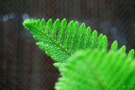 Conifer leaf contrast to the background