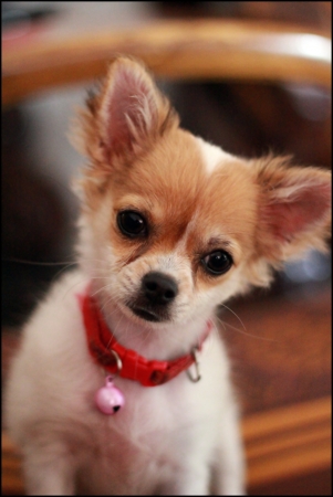 My Cute Dogの写真素材