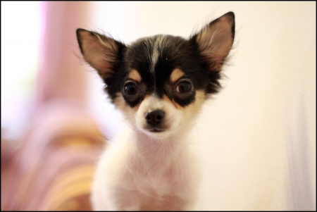 Cute Chihuahuaの写真素材