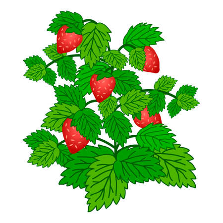 Ripe garden strawberry bush  isolated on white background. Vector illustrationのイラスト素材