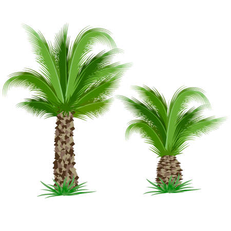 Tropical palm tree isolated on white background. Vector illustrationのイラスト素材