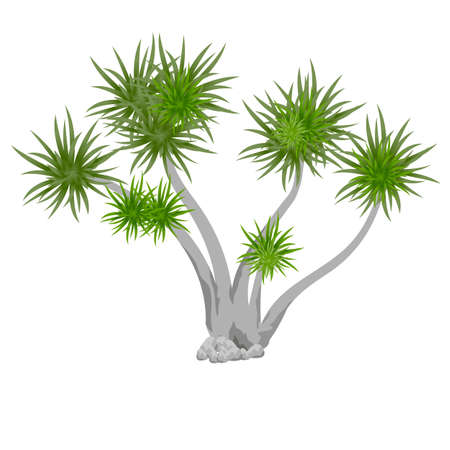 Tropical palm tree isolated on white background. Vector illustrationのイラスト素材