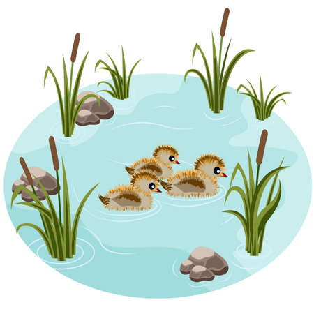 Pond with little ducks, reeds, grass and stones. Fits as a cartoon or game scene. Vector illustrationのイラスト素材