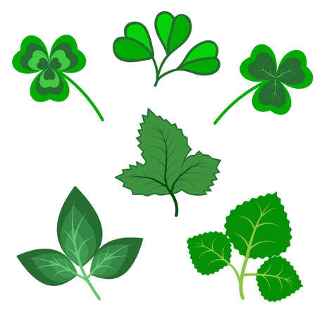 Set of various green trefoil leaves isolated. Vector illustrationのイラスト素材