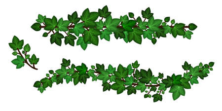 Ivy leaves wreath liana. Green ivy garlands, set of curled branches isolated on white background. Decorative design element in cartoon style. Vector illustrationのイラスト素材