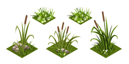 Reeds and grass isomatric. Green grass with chamomiles flowers, rover reeds and rocks. Isolated tiles for landscape background, cartoon design style. Vector illustrationのイラスト素材