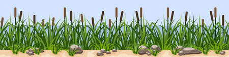 Reeds in green grass near river or lake, rock stones on sand. Repeat seamless landscape for cartoon or game background. Summes scne with grass and cattail reeds. Vector illustrationのイラスト素材