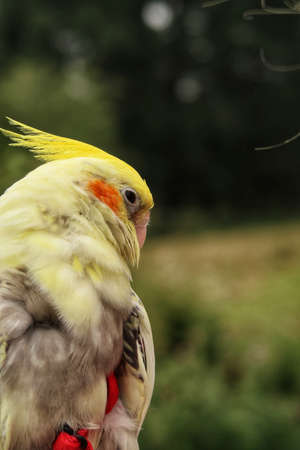 Cockatiel Parrot glancing over its shoulder.