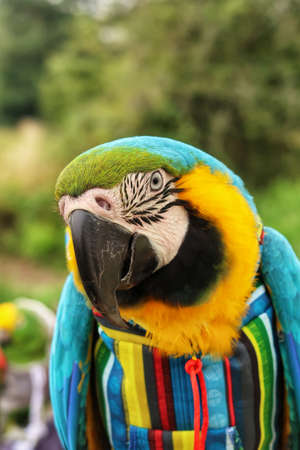 Blue and gold Macaw Parrot wearing a hoodie harness.