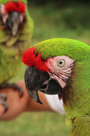 Pair of military Macaw parrots.