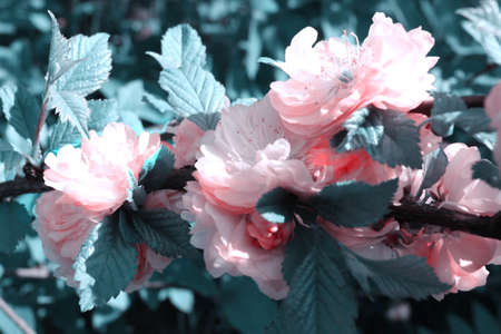 flowering branch of an apple tree, spring, effect false color