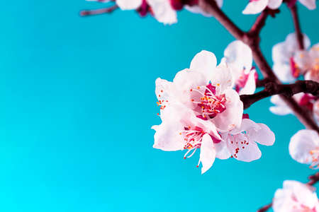 Spring wallpaper, apricot tree branch, flowering, blue background , horizontal, no people,の写真素材