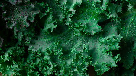 Fresh green Kale leaves, top view, horizontal, no people,の写真素材