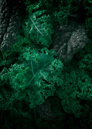 Food background Fresh Kale leaves close-up, vertical, no people, toned, selective focus ,. High quality photoの写真素材