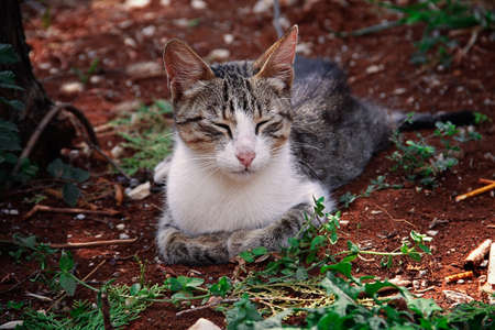 Stray cat multicolored sleeping on the ground, horizontal, summer, no people,. high quality photo