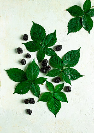 fresh blackberries, with foliage, top view, on a light background, no people,の写真素材