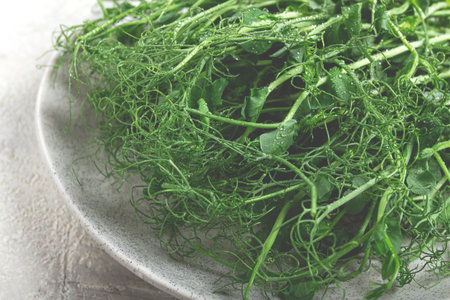 Bright green pea shoots are presented on a gray plate, showing their delicate, curly tendrils and freshness, ideal for culinary use or garnishing dishes.の写真素材