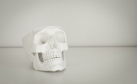 White skull model placed on a clean table against a neutral background in a bright roomの写真素材
