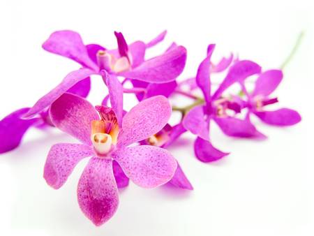 Rhynchovanda Purple Lighting Orchid on white background