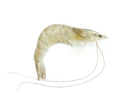 Raw Shrimp on white backgroundの写真素材