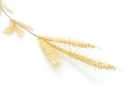 Wheat on white backgroundの写真素材