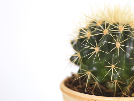 a close up of an echinocactus in a potの写真素材