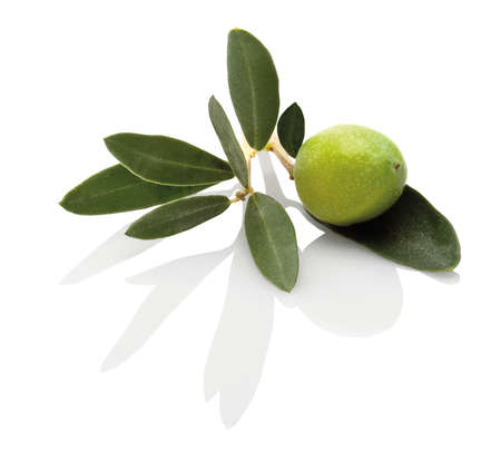 a small olive branch with an olive on it, on a white backgroundの写真素材