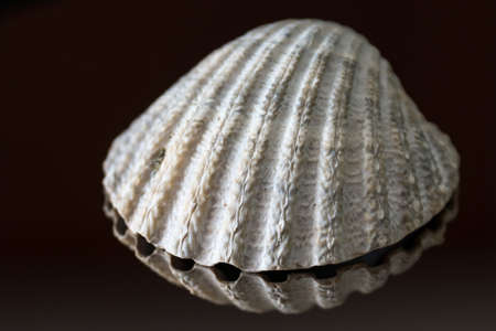 Shells