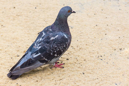 Pigeon sitting on the sand in the cityの写真素材