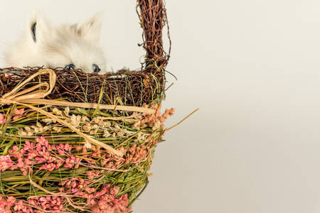 Little fluffy toy in the form of a kitten.の写真素材