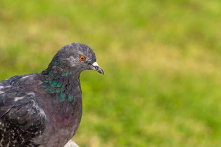 Pigeon sitting on the sand in the cityの写真素材
