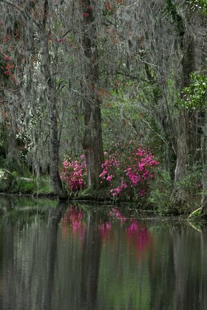Flowering reflections II の写真素材