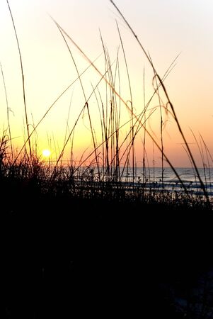 The beach grasses are silhouetted in the morning sun.の写真素材