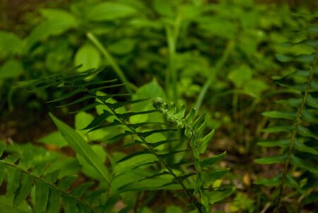 A new fern fiddle unfolds itself on the forest floor.の写真素材