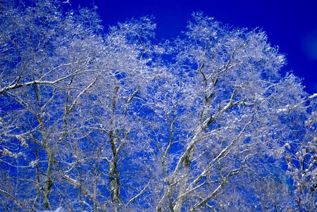 This tree looks like glass following a winter ice storm. の写真素材