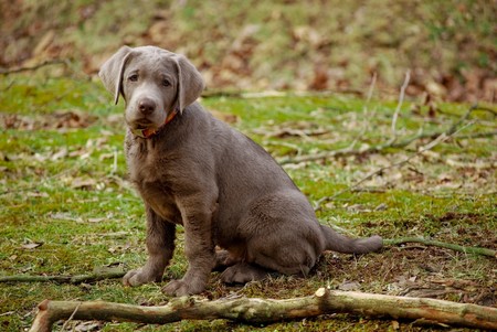 The rare and cute silver lab puppy takes a break from playing with the stick to pose for the camera. の写真素材