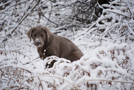 Rare silver lab puppy poses in the snowy bushes. の写真素材