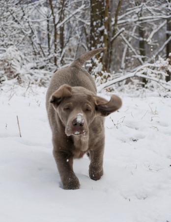 Rare silver lab puppy runs through the snow.の写真素材