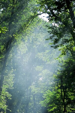 The sun gives a smokey effect shining through the forest and reflecting off the morning fog.の写真素材