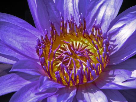 Lovely waterlily stands out in the sun.の写真素材