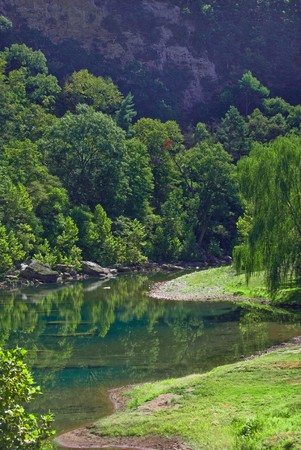 Weeping willow next to river.の写真素材